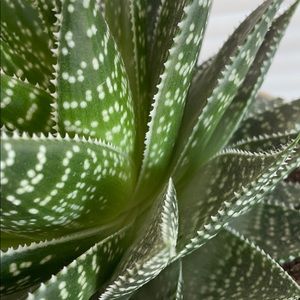 Meet your Posher, Mariya